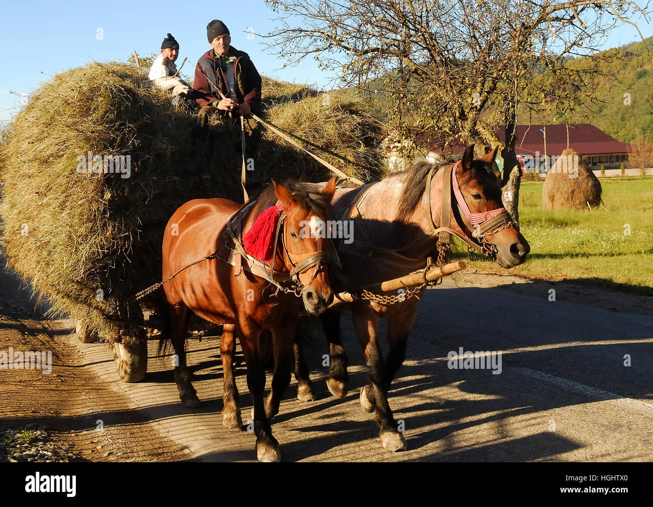 Maramures, an isolated Carpathian region of Romania. A horse cart carrying  hay Stock Photo - Alamy