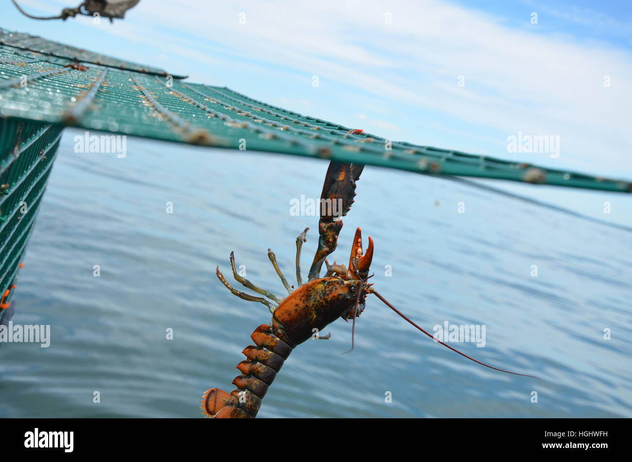 Wire lobster trap hires stock photography and images Alamy