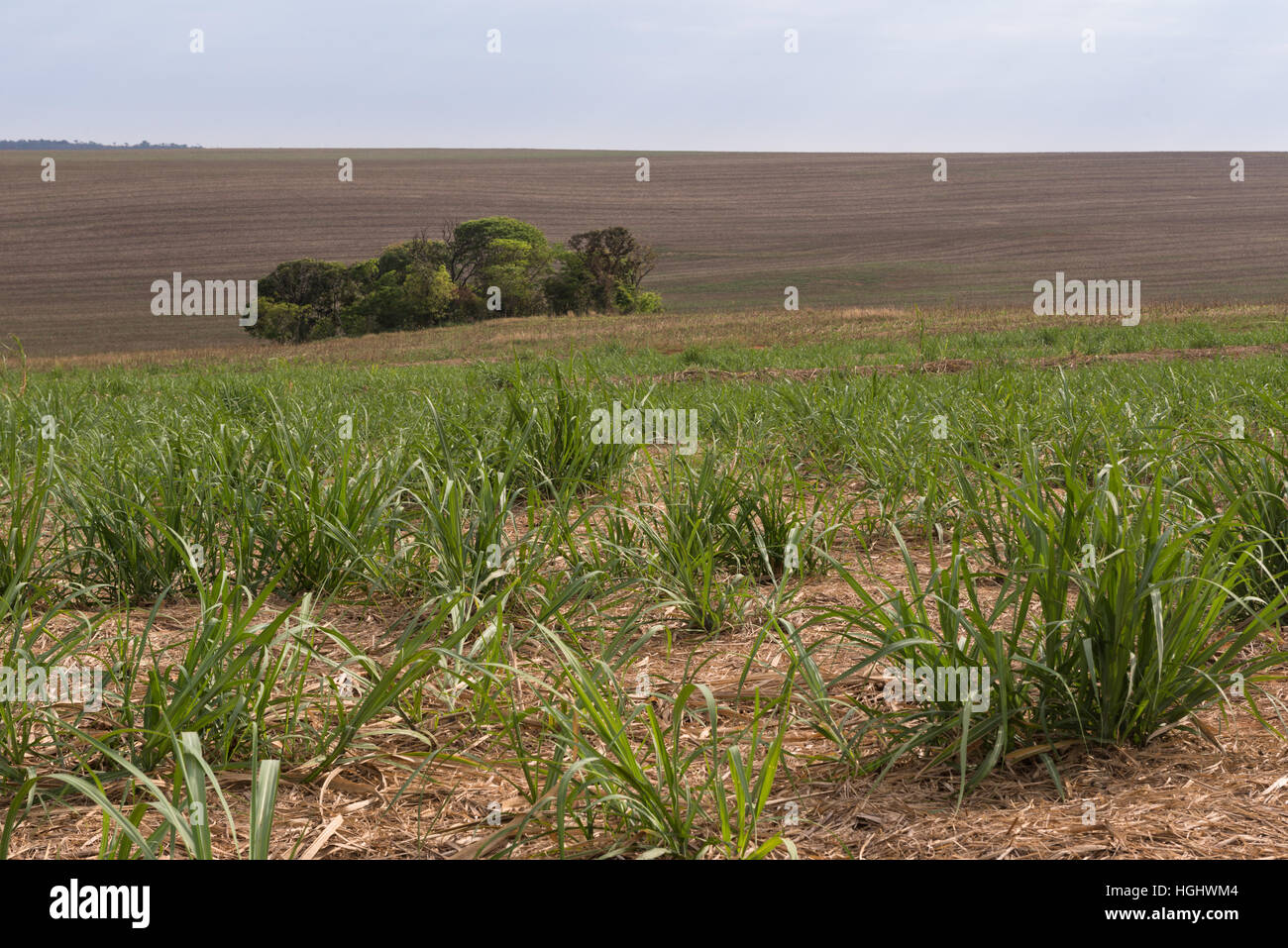 A tiny forest fragment in the middle of a sugar cane field Stock Photo