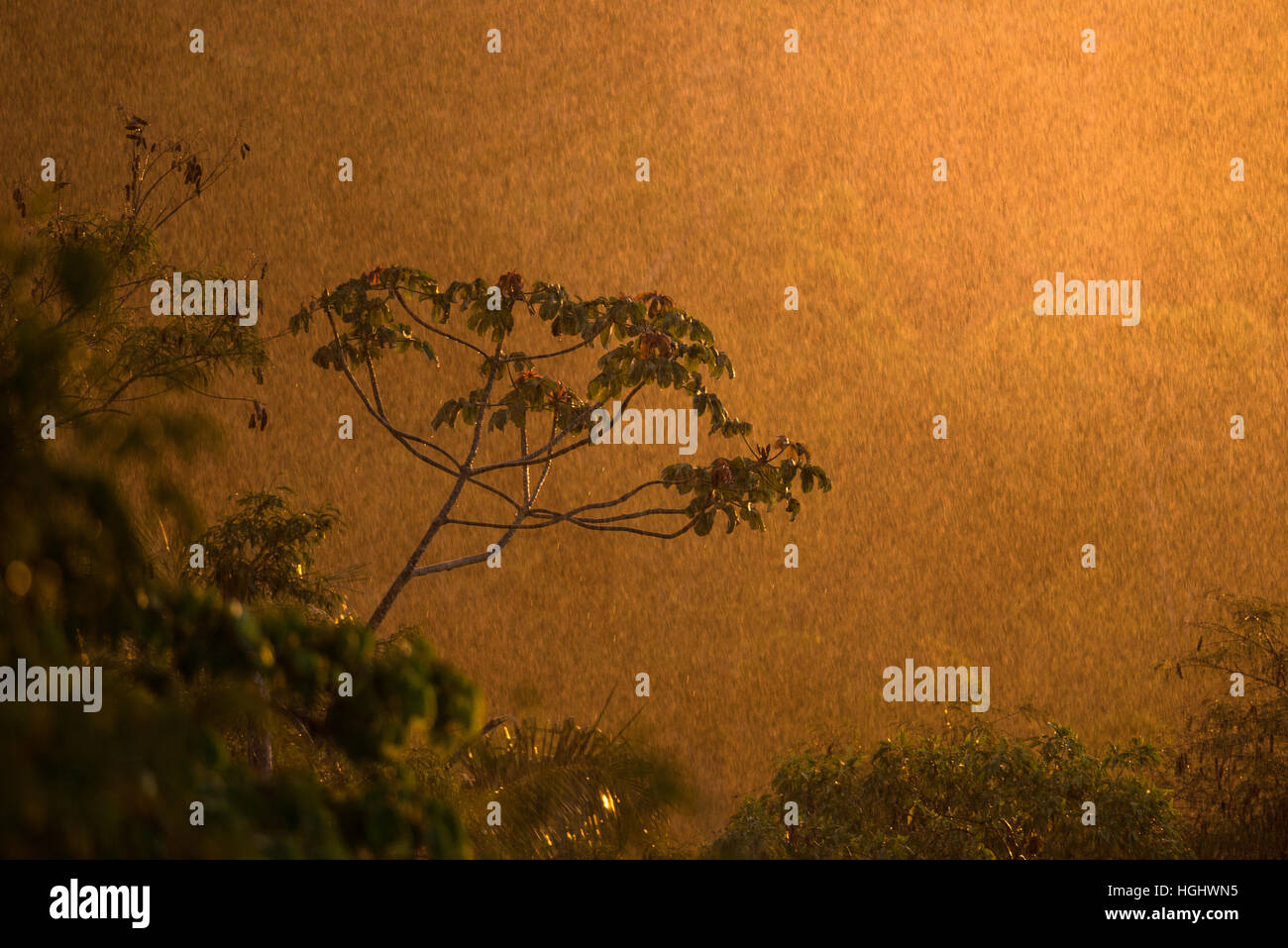 Tropical rainforest canopy hires stock photography and images Alamy