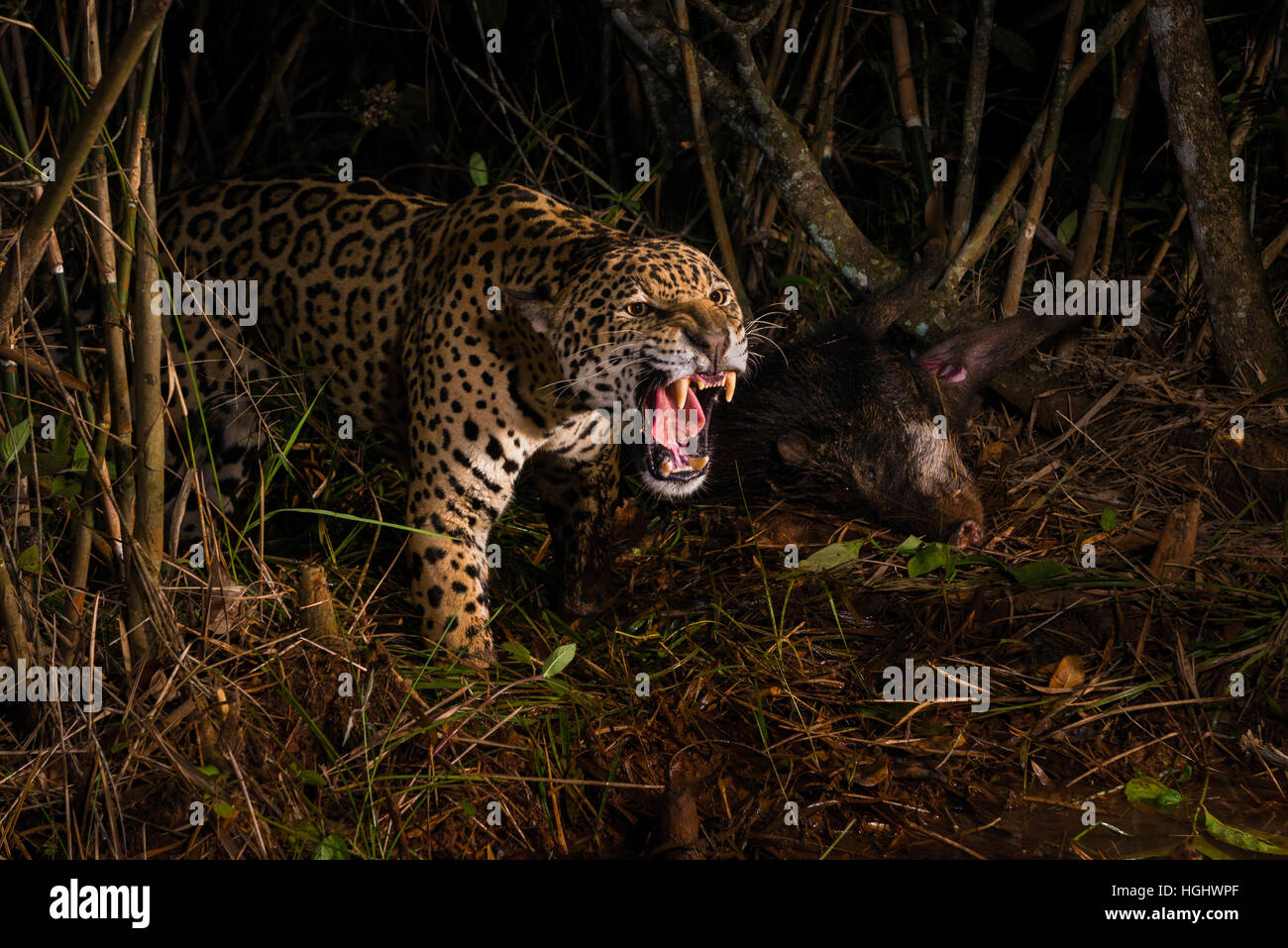 A large male Jaguar aggressively defending its prey, a White-lipped Peccary Stock Photo