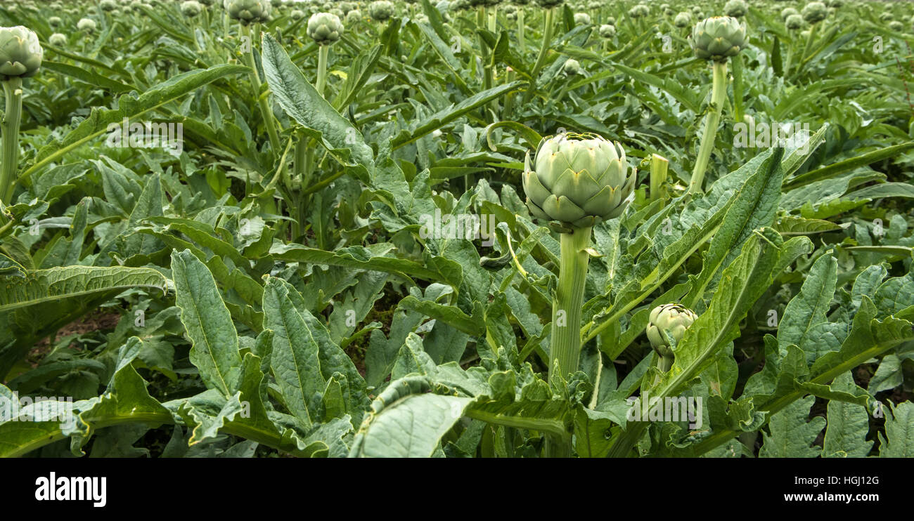 Ornamental artichokes hires stock photography and images Alamy