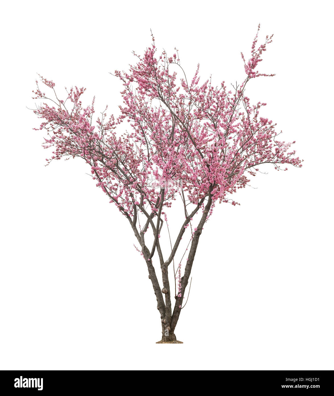 beautiful blooming pink tree isolated on white background Stock Photo