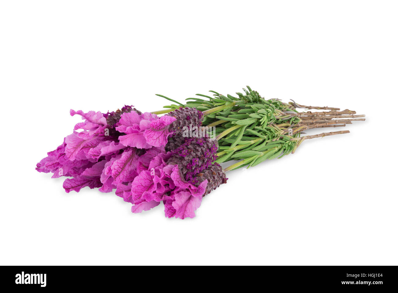 bundle of lavender flowers isolated on white background Stock Photo - Alamy