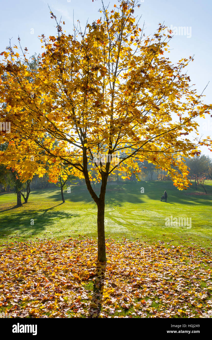 Autumn colours at Foxhills Club & Resort, Stonehill Road, Ottershaw, Surrey, England, United Kingdom Stock Photo