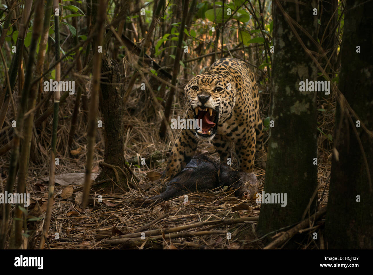 A large male Jaguar aggressively defending its prey, a Whitelipped