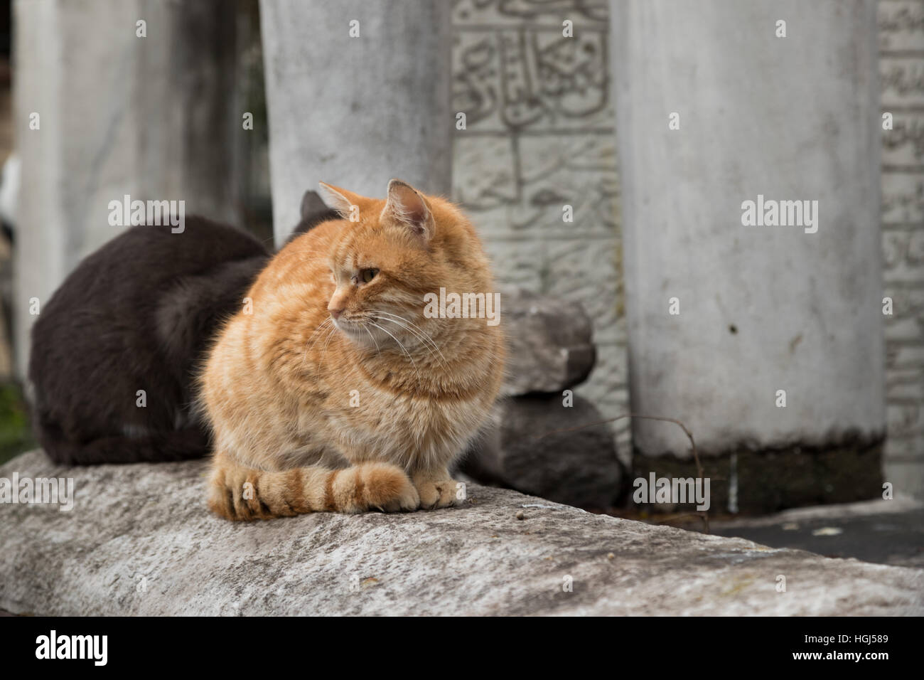 Stray cats living in graveyard of Eyup in Istanbul Stock Photo