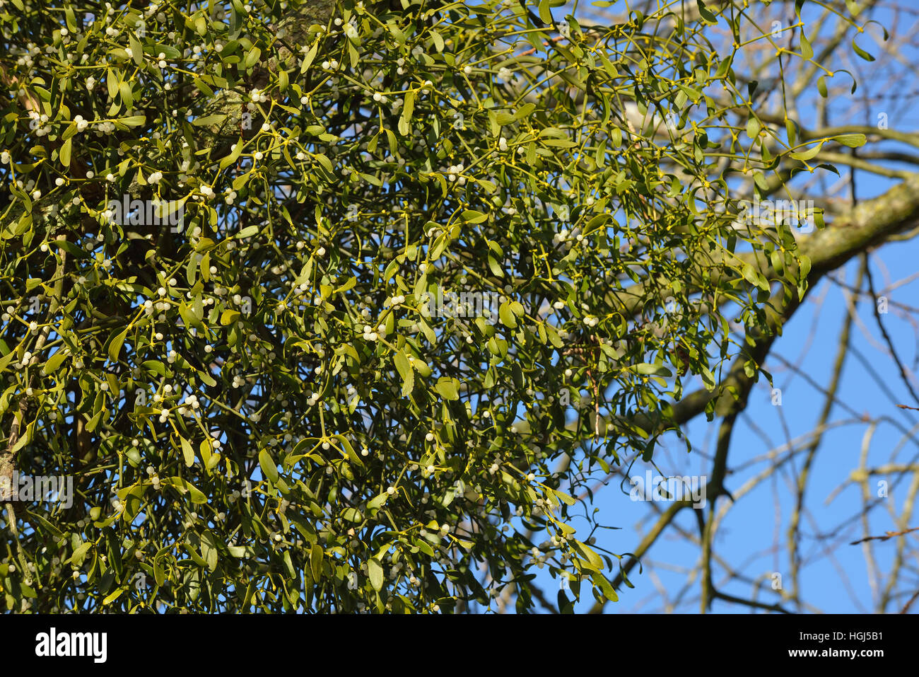 Large clump of Mistletoe in old tree - Viscum album Stock Photo