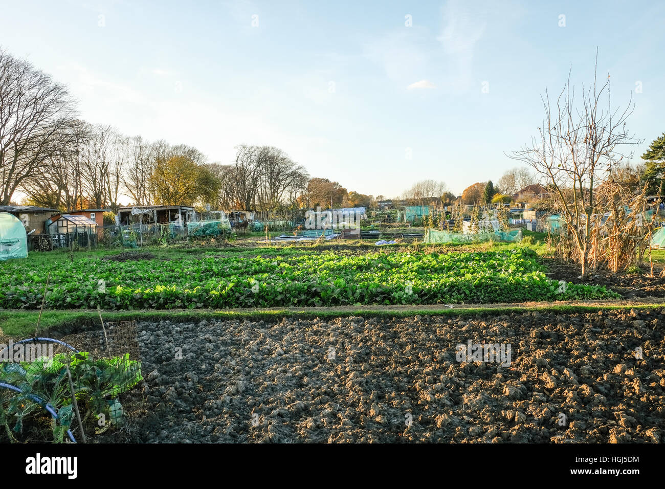 Shot of allotment in the fall, side view. An allotment is a small plot