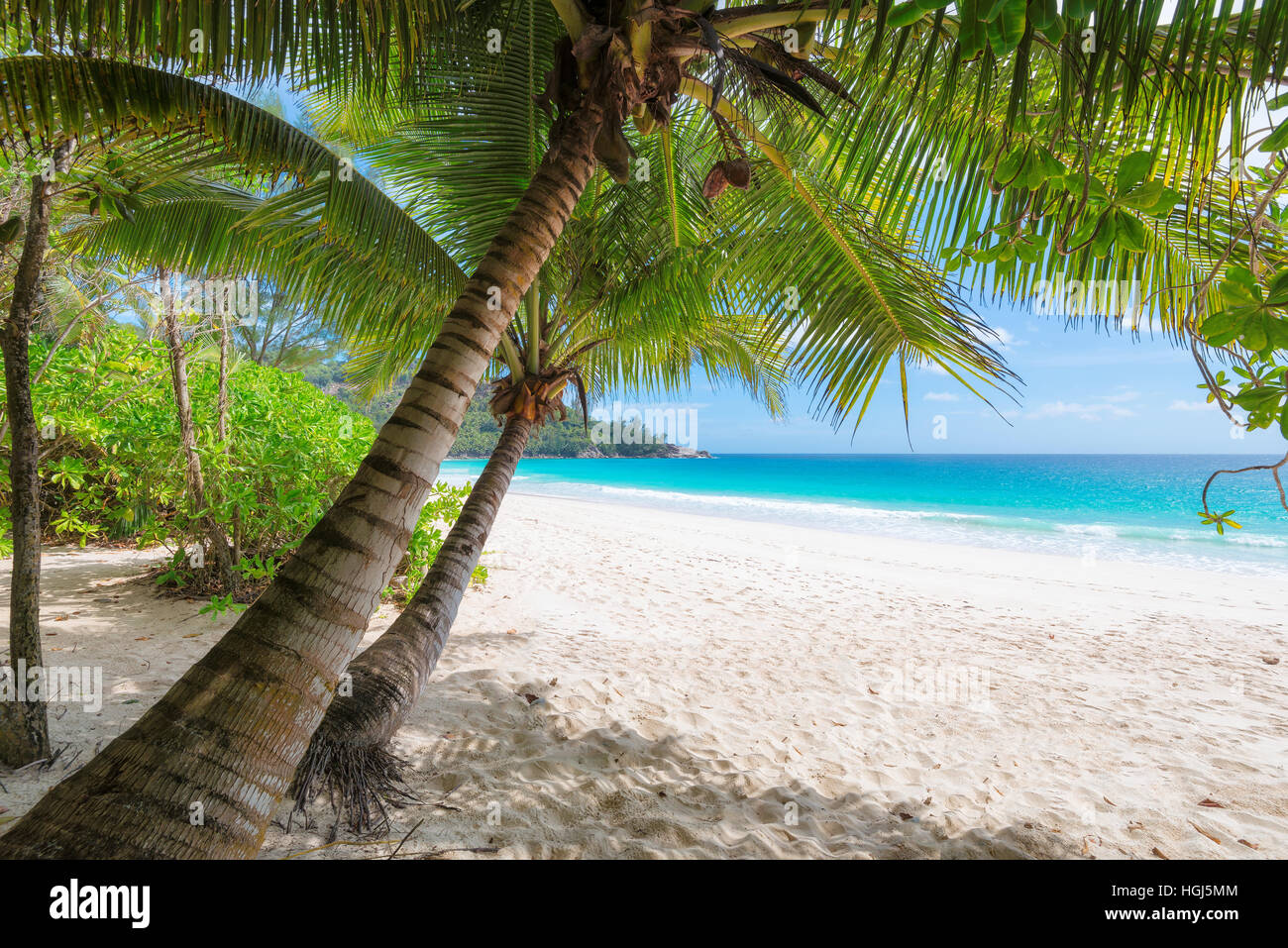 Green palm trees on white sand beach. Stock Photo