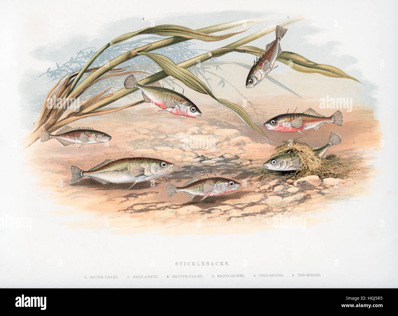 Fish. 19th century colour Wood Engraving by Benjamin Fawcett (1808-1893) from "British Fresh-Water Fishes" by Rev William Houghton (1828–1895), published in 1879. Stock Photo