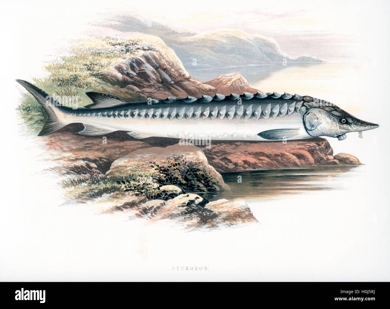 Fish. 19th century colour Wood Engraving by Benjamin Fawcett (1808-1893) from 'British Fresh-Water Fishes' by Rev William Houghton (1828-1895) published in 1879 Stock Photo