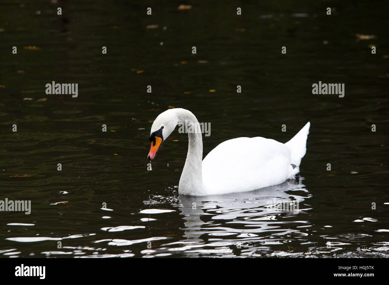 one beutiful white swan swim in the lake loking for food Stock Photo