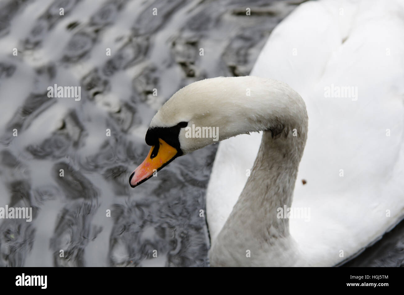 one beutiful white swan swim in the lake loking for food Stock Photo