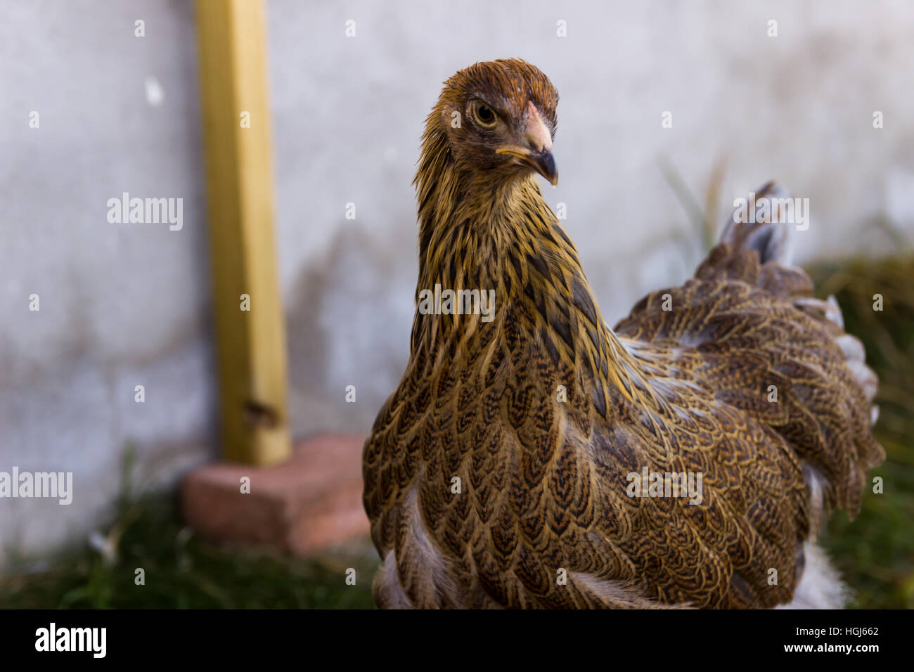 Brahma chicken with yellow and gold colors Stock Photo