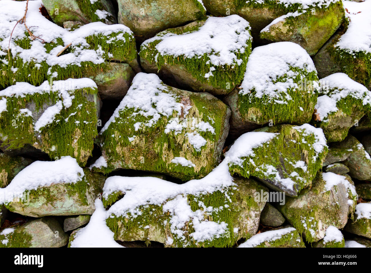 Rocks in a stone wall covered with moss, lichen and snow Stock Photo