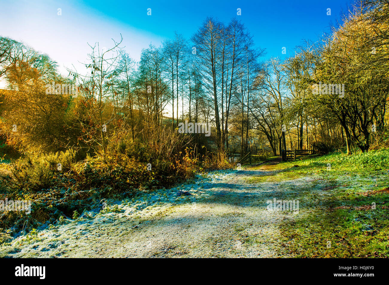 frosty landscape. track covered in frost leading to a gate. sunshine lighting golden leaves on the trees Stock Photo