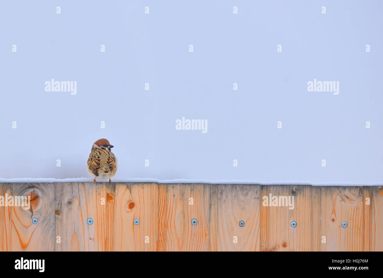 Little Sparrow on fence in winter time Stock Photo