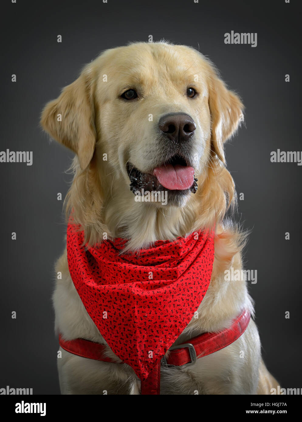 Golden retriever dog hi-res stock photography and images - Alamy
