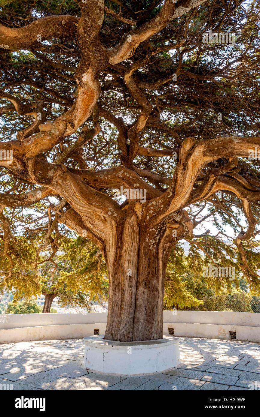 Cedar tree outside the monastry of Roukouniotis on the island of symi Stock Photo