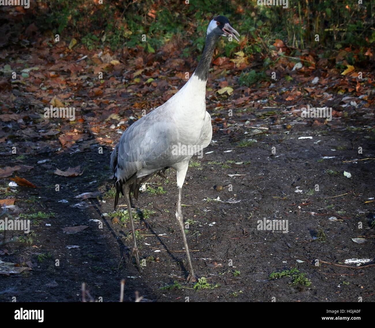 European Common Crane (Grus Grus) walking towards the camera Stock Photo