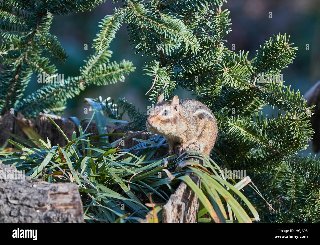 Chipmunk flower hi-res stock photography and images - Alamy