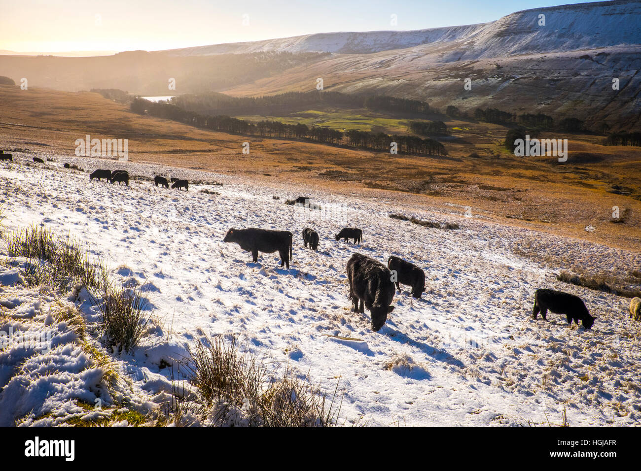 Welsh Black cattle in the Brecon Beacons Stock Photo