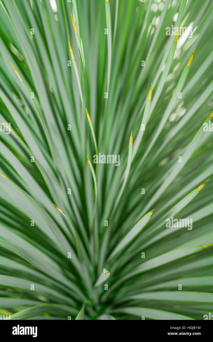 Abstract Green Leaf Texture Background, Macro Green Leaf, Palm Livistona chinensis, Chinese Fan, Grean Spread Texture, Close-up leaf Stock Photo