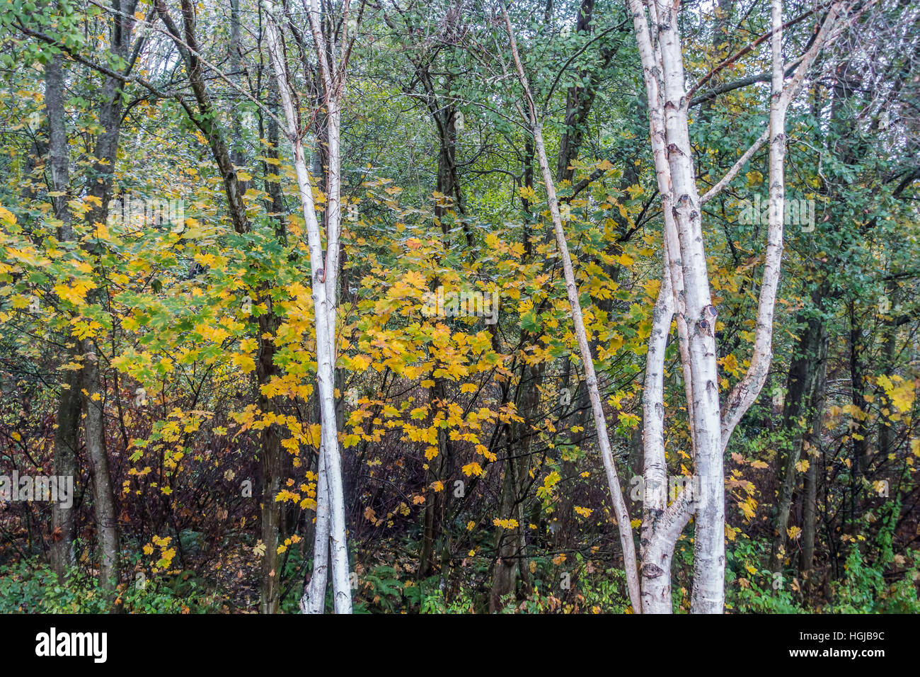 White Aspen trees grow in front of fall foliage at Seahurst Park in Burien, Washington. Stock Photo