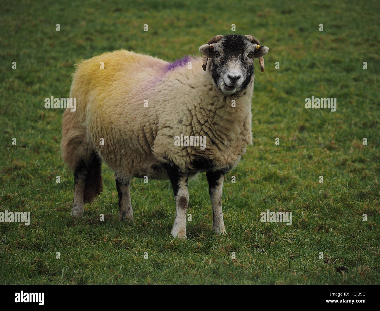 Tupping dye hires stock photography and images Alamy