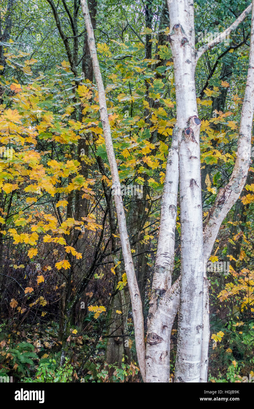 White Aspen trees grow in front of fall foliage at Seahurst Park in Burien, Washington. Stock Photo