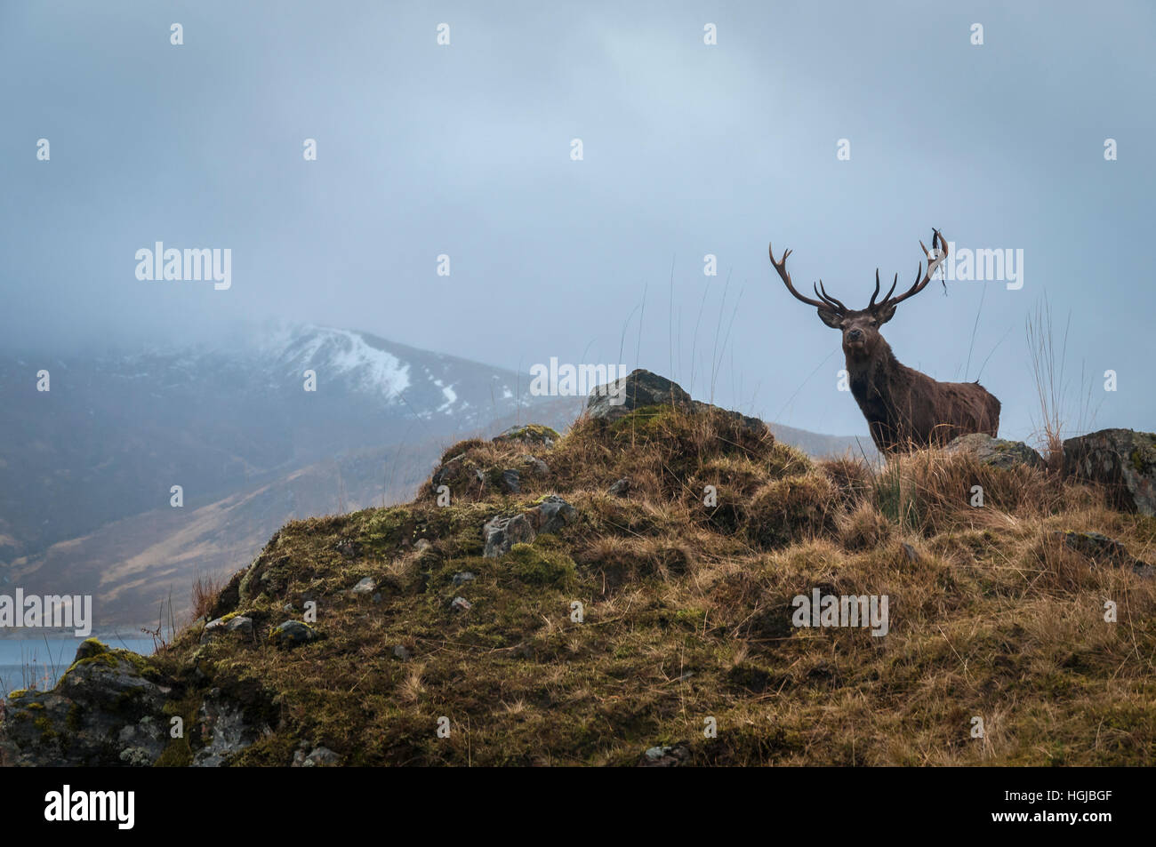 A Red Deer Stag, Cervus elaphus scoticus, in the hills near Loch Quoich in Lochaber, Scotland. Stock Photo