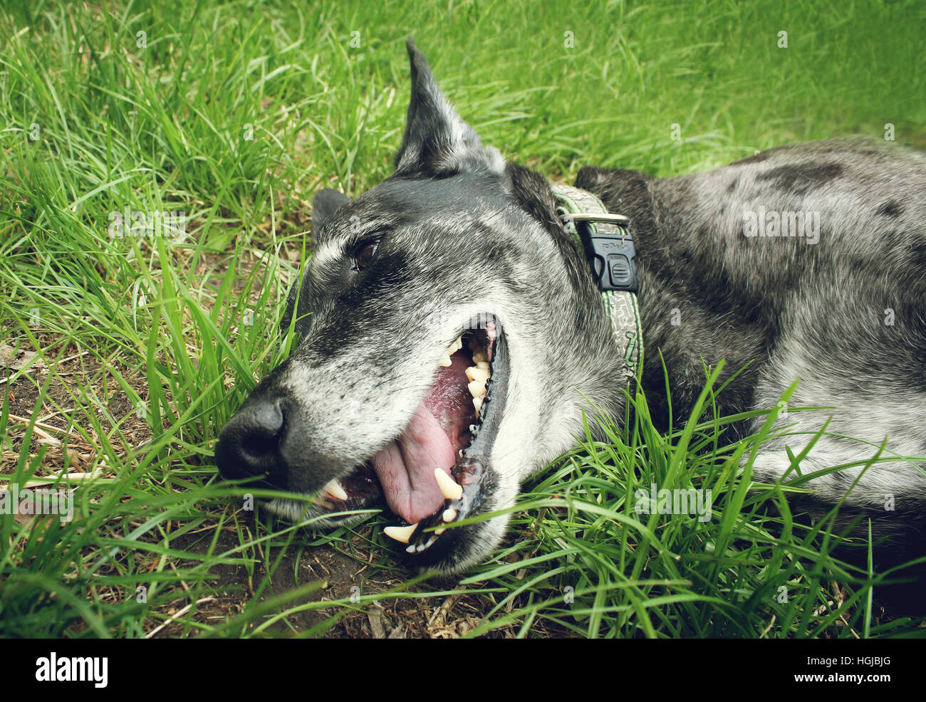 Grey muzzle hires stock photography and images Alamy