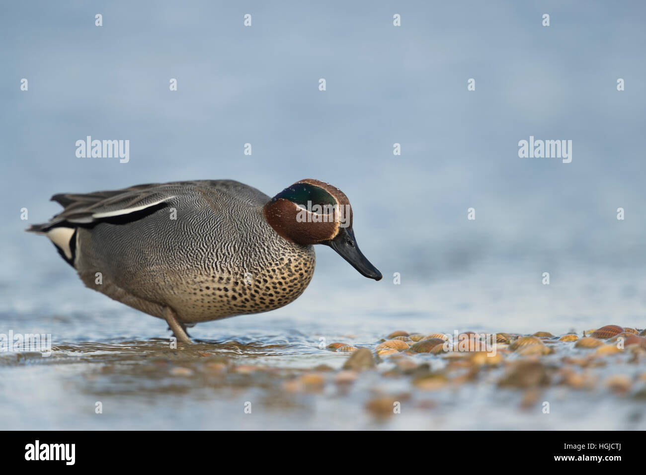 Teal ( Anas crecca ), male, drake in breeding dress, searching for food on a mussel bank, leaving the water, full body side view. Stock Photo