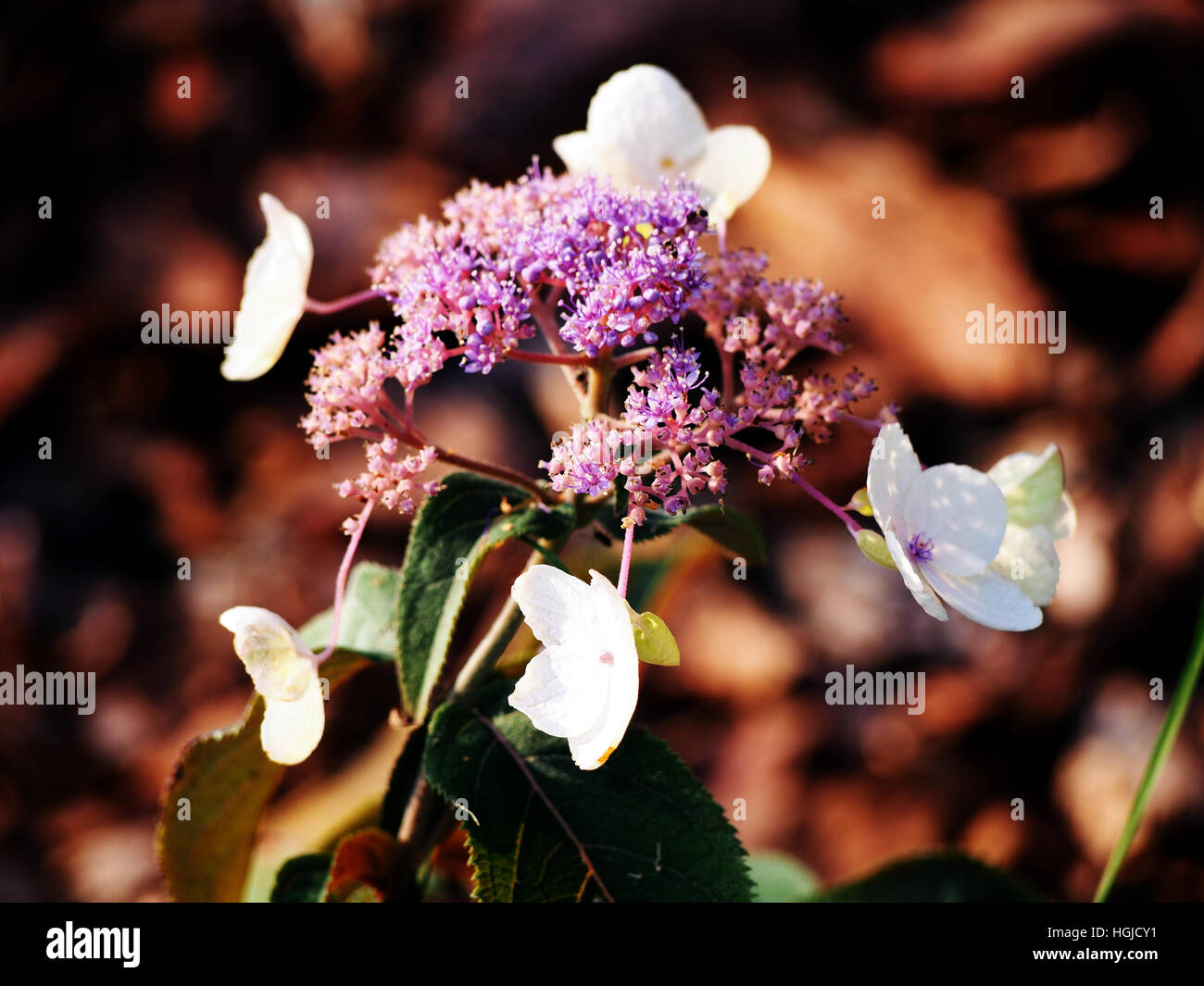 Hydrangea aspera 'Hot Chocolate' pastel flowers Stock Photo