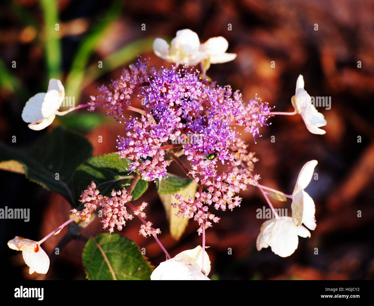 Hydrangea aspera 'Hot Chocolate' pastel flowers Stock Photo Alamy