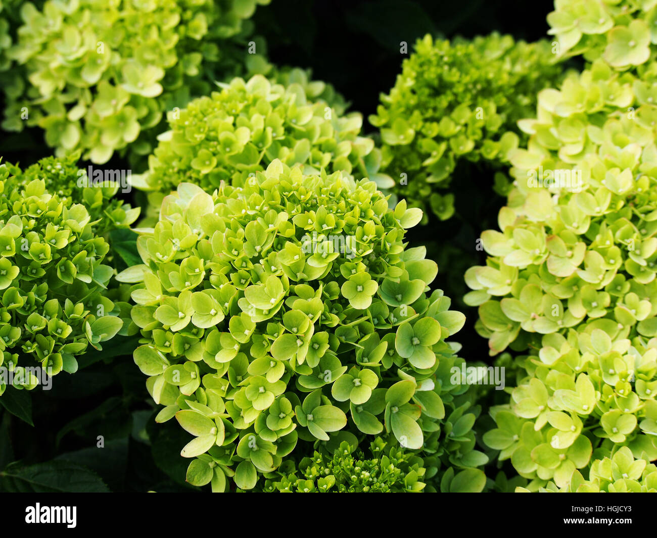 Three Dogs In A Garden Hydrangeas Care Basics Old New Varieties