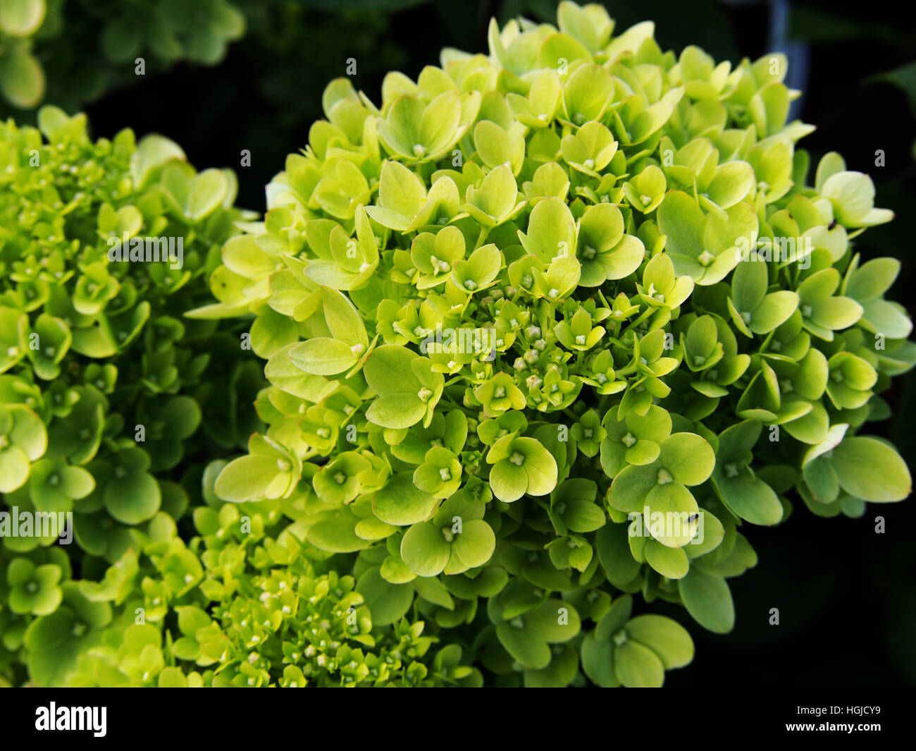 Hydrangea paniculata 'Little Lime' Jane - panicle hydrangea Stock Photo