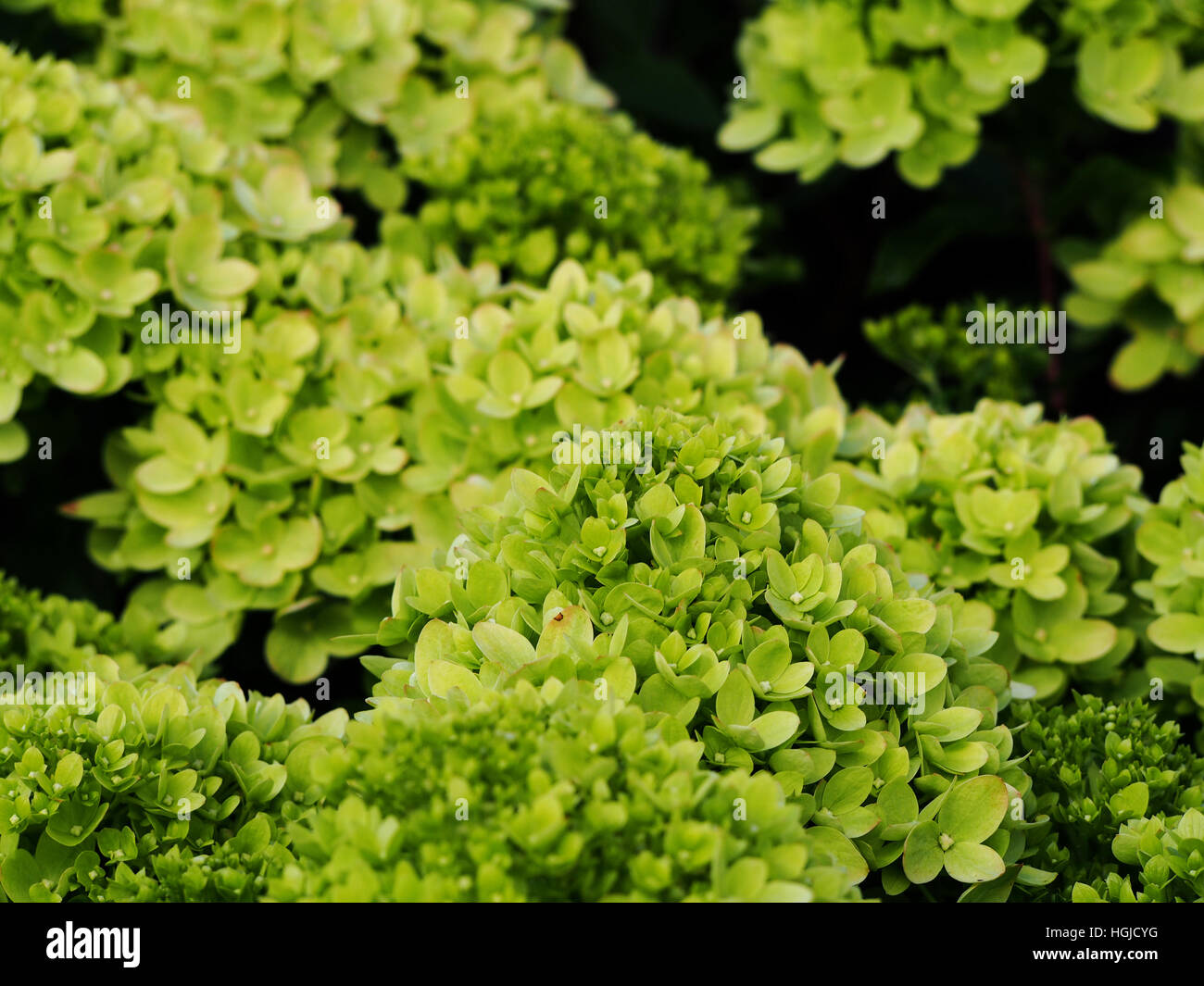 Hydrangea paniculata 'Little Lime' Jane - panicle hydrangea Stock Photo