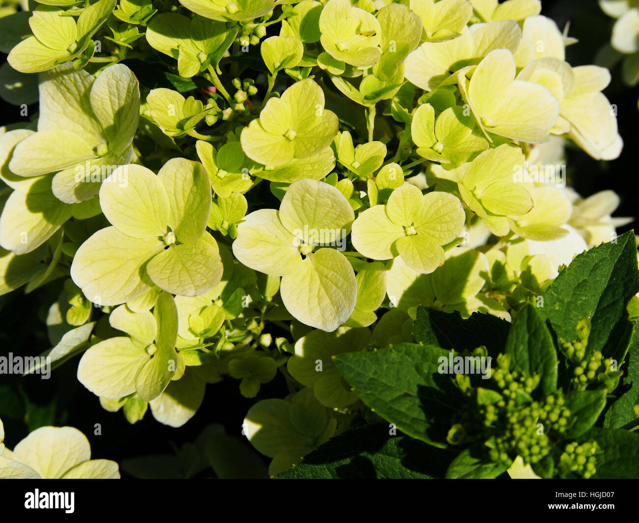 Hydrangea paniculata - panicle hydrangea Stock Photo - Alamy