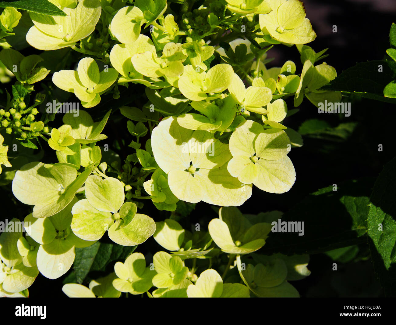 Hydrangea paniculata panicle hydrangea Stock Photo Alamy