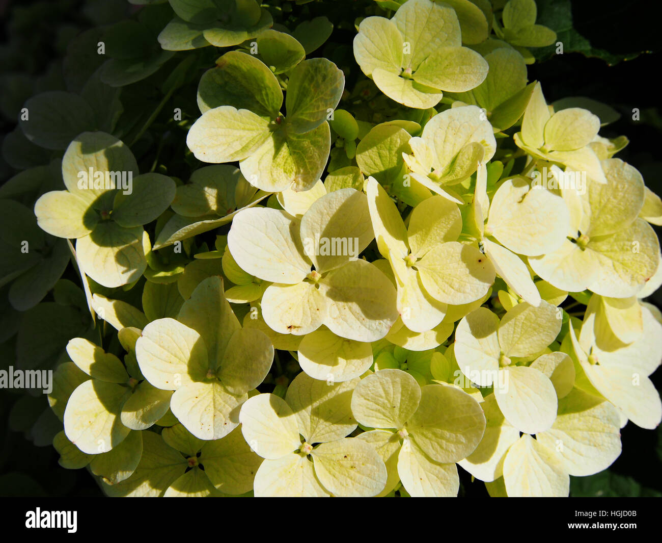 Hydrangea paniculata - panicle hydrangea Stock Photo