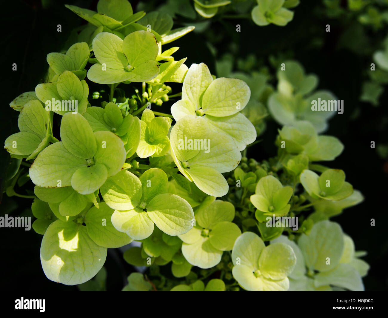 Hydrangea paniculata - panicle hydrangea Stock Photo - Alamy
