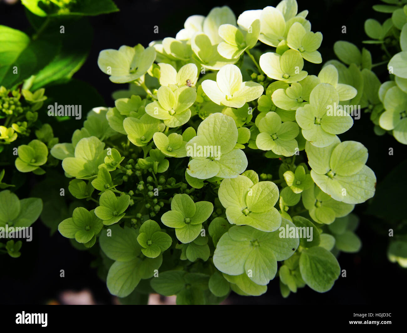Hydrangea paniculata - panicle hydrangea Stock Photo - Alamy