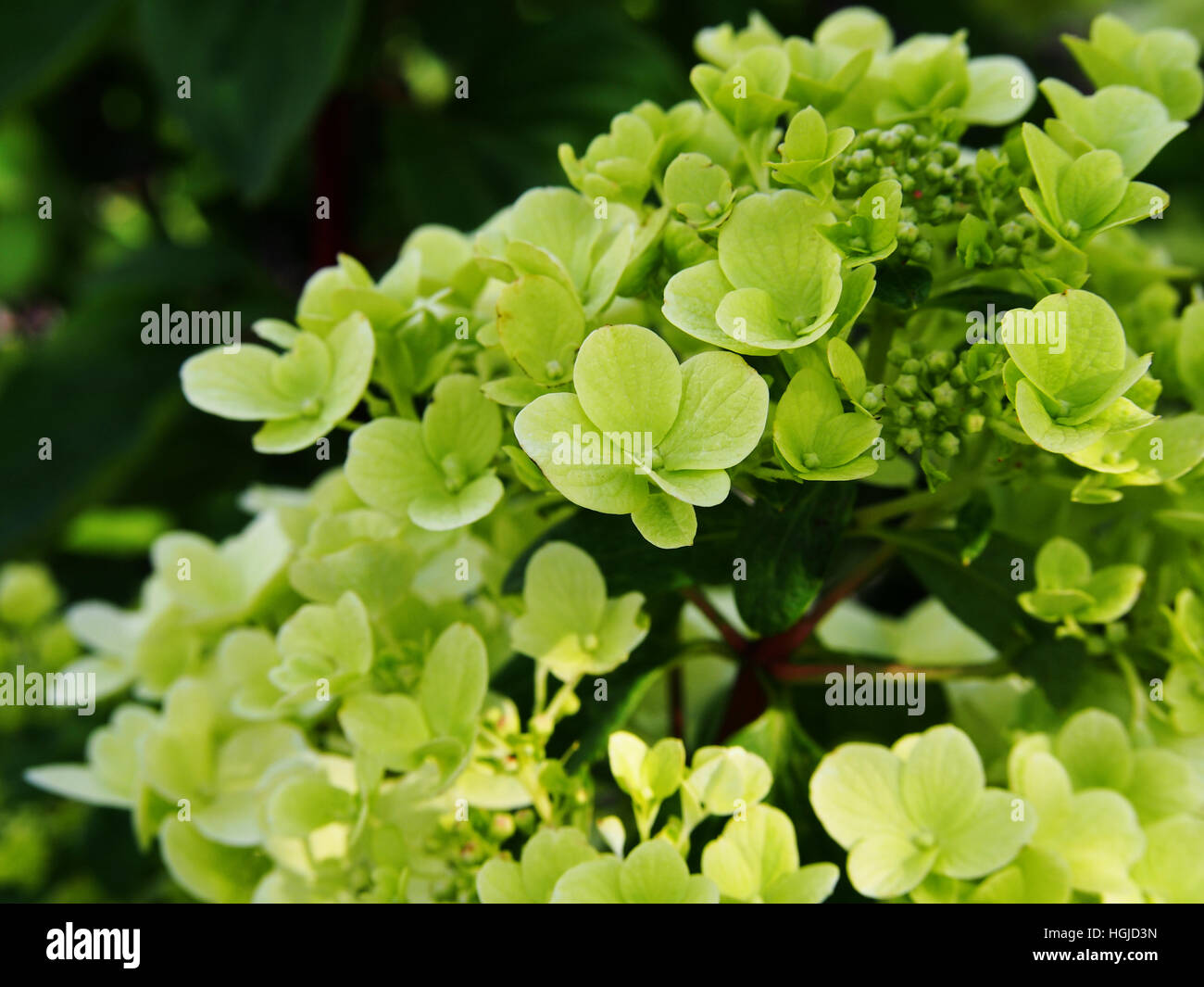 Hydrangea paniculata - panicle hydrangea Stock Photo - Alamy