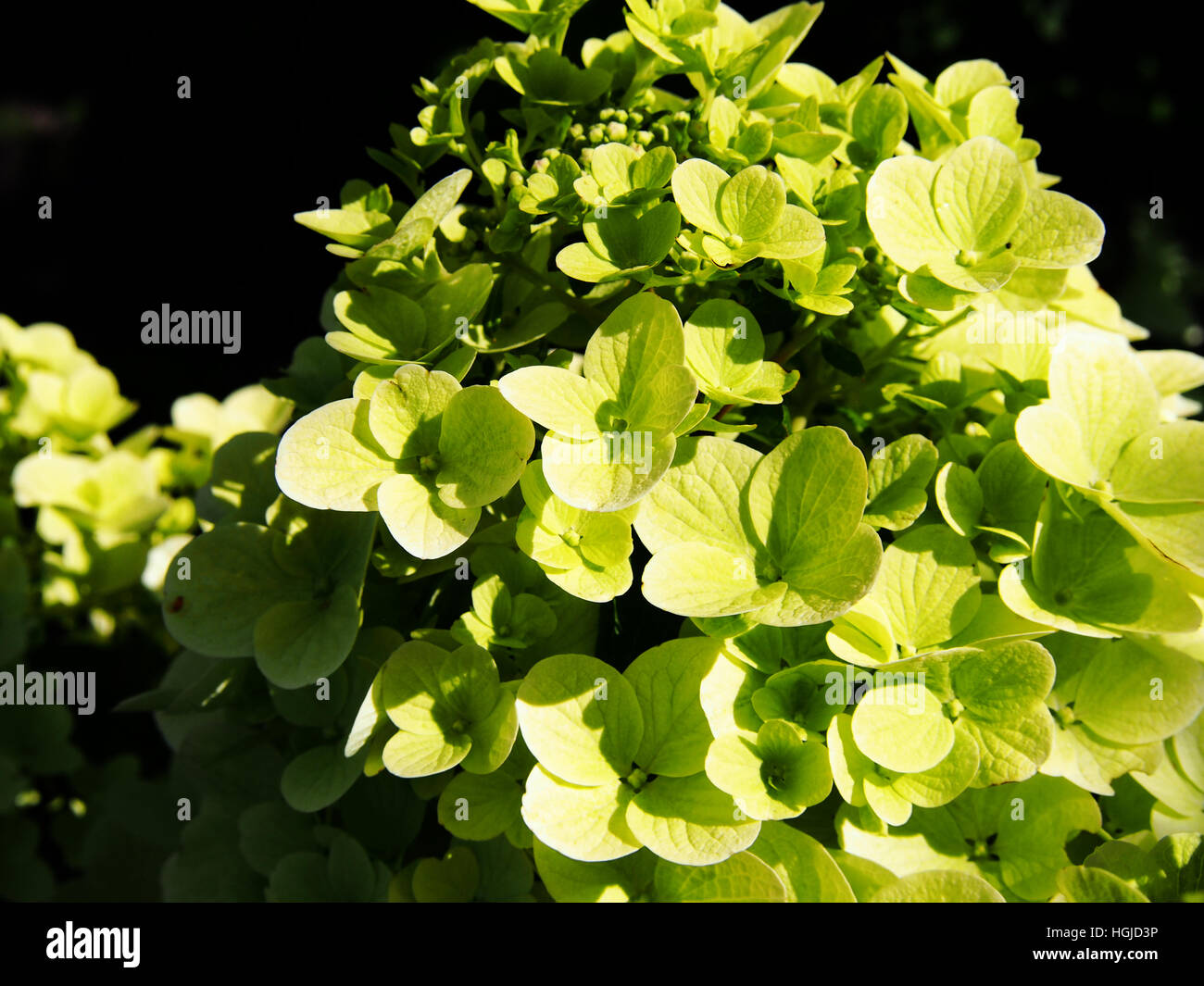 Hydrangea paniculata panicle hydrangea Stock Photo Alamy