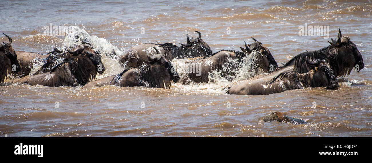 Wildebeest, White Bearded Brindled or Blue (Connochaetes taurinus) Crossing Mara River Stock Photo