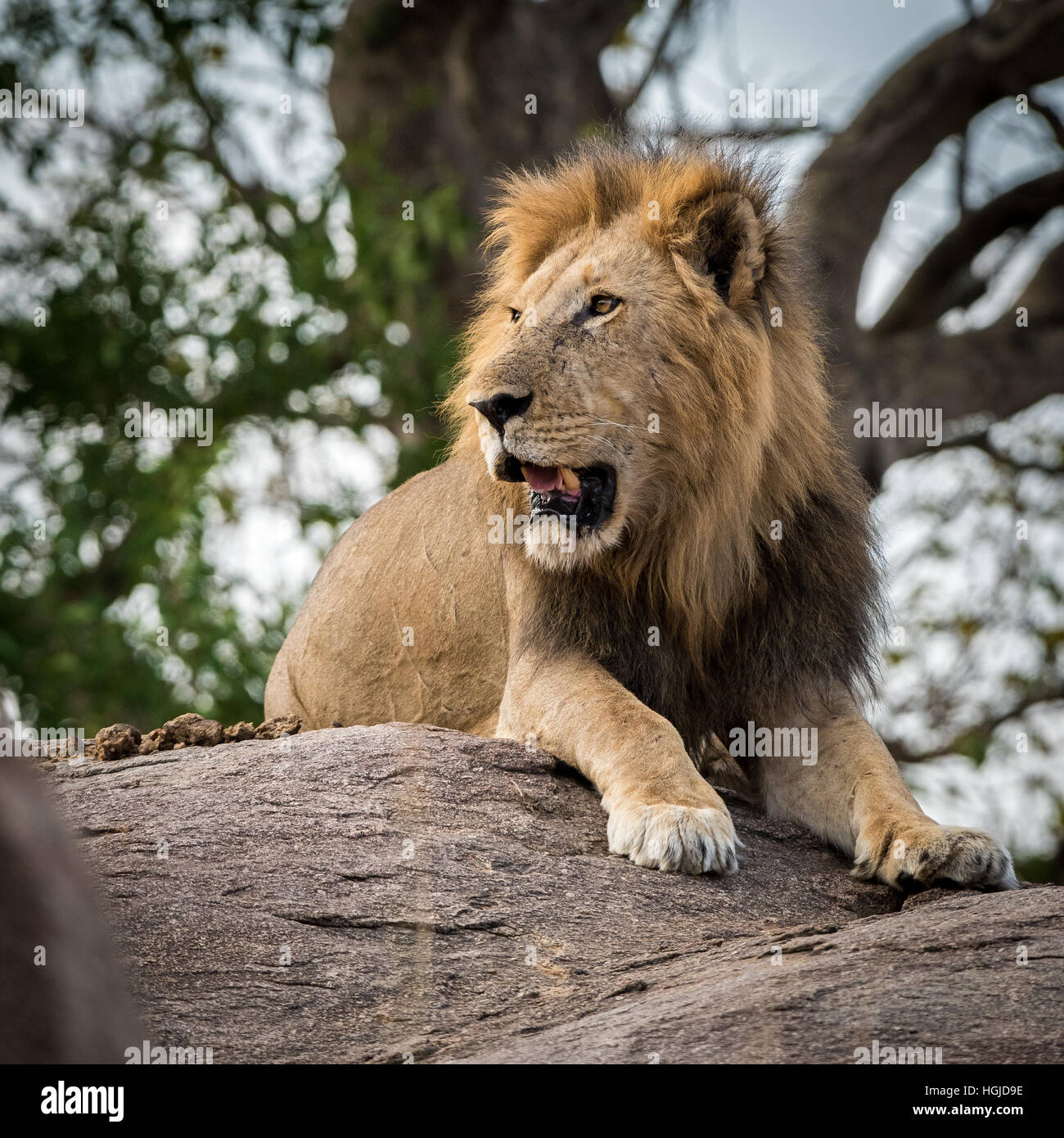 Male lion on rock hi-res stock photography and images - Alamy