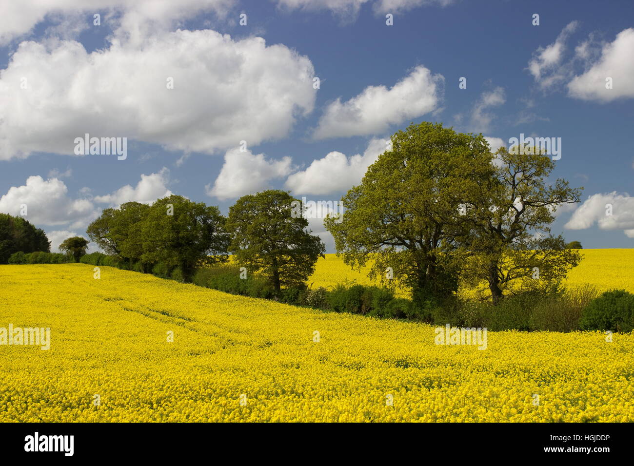 Yellow Rapeseed field and Oak trees Brassica napas near Dummer Hampshire Stock Photo
