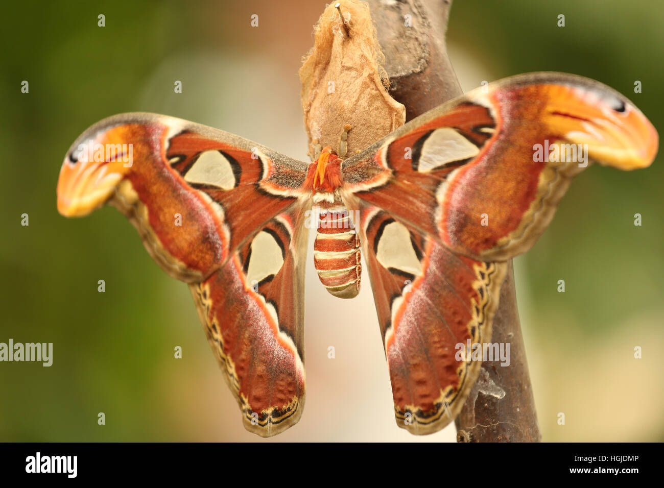 Atlas Moth is a large saturniid moth found in the tropical and subtropical forests of Southeast Asia Stock Photo